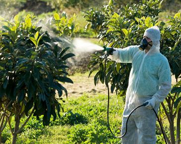 Odunpazarı garantili böcek ilaçlama